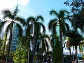 palm-trees-city-sky-palm-tree-992217.jpg