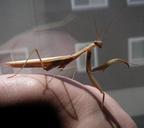 praying-mantis-hand-holding-insect-85599.jpg