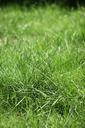 lawn-grass-summer-nature-outdoor-428710.jpg