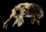 Anthophora_abrupta,_M,_Side,PG_county,_MD_2014-01-30-10.33.18_ZS_PMax.jpg