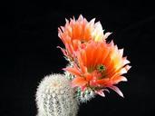 Cactus cacti flower.jpg