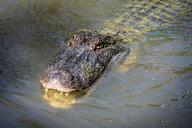 alligator-american-alligator-gator-439888.jpg