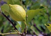 lemon-limone-tree-fruit-lemon-tree-362125.jpg