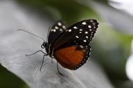 monarch-monarch-butterfly-butterfly-785005.jpg