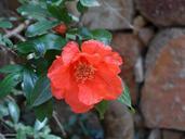 pomegranate-blossom-bloom-138876.jpg