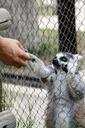 lemur-share-zoo-animal-1150158.jpg