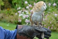 barn-owl-owl-bird-falconry-1208026.jpg