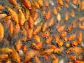 koi-goldfish-fish-orange-asian-1033494.jpg