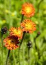 orange-hawkweed-wild-flower-333290.jpg