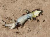 gecko-dragon-dead-ants-1410613.jpg