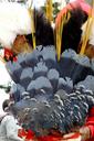 feathers-grey-crown-decorated-702556.jpg