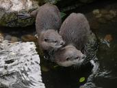 otter-mammal-clawed-otter-1096990.jpg