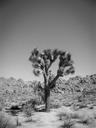 desert-trees-shrubs-rocks-925203.jpg