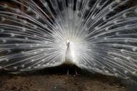 peacock-feathers-zoo-bird-animal-833713.jpg