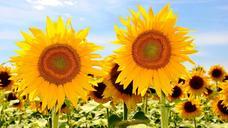 sunflower-yellow-flower-832817.jpg