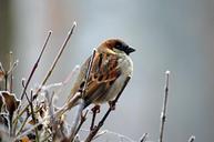 sparrow-bird-animal-nature-50346.jpg