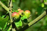 apple-apple-tree-fruits-mature-869373.jpg