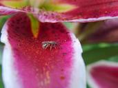 lily-flower-small-bee-summer-535733.jpg