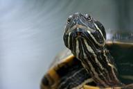 turtle-reptile-giant-tortoise-580907.jpg