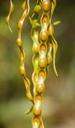 acacia-wattle-seeds-pods-592782.jpg