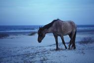 horse-wild-seashore-island-nature-673971.jpg