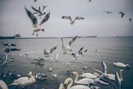 Flock_of_Gulls_and_Swans_in_Water.jpg