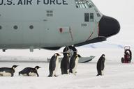 plane-penguins-boarding-antarctica-1221054.jpg