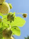 strawberry-green-fruit-leaves-50405.jpg