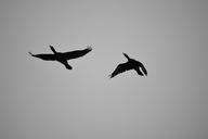 birds-flight-cormorants-nature-sky-888031.jpg