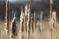 cattails-marsh-plant-bulrush-840434.jpg