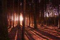 forest-trees-light-sun-sunbeam-638121.jpg