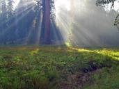 sequoia-trees-sequoia-california-3742.jpg