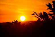 sunset-orange-sky-glowing-sun-214575.jpg