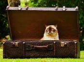 luggage-antique-cat-1643010.jpg