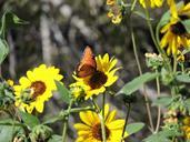 butterfly-monarch-flower-insect-603682.jpg