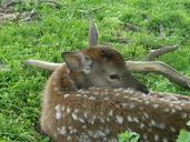 animals-roe-deer-bambi-326000.jpg