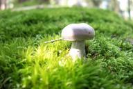 mushroom-forest-champion-moss-639789.jpg