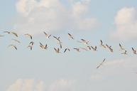 birds-flight-sky-wings-herd-fauta-788193.jpg