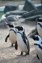 penguins-penguin-animal-birds-352081.jpg