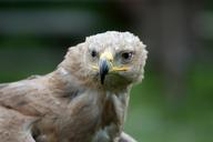 raptor-beak-feathers-predator-521178.jpg