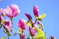 magnolia-magnolia-blossom-blossom-324295.jpg