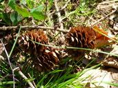 cones-spring-nature-cone-twig-1374408.jpg