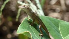 gecko-lizard-close-up-animal-465749.jpg