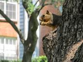 squirrel-common-squirrel-rodent-429563.jpg