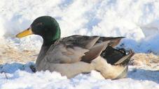 mallard-male-drake-plumage-1148775.jpg