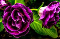 purple-flower-flower-purple-garden-556040.jpg