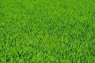 grass-grassy-stalks-green-275986.jpg