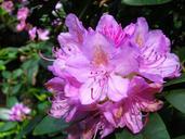 rhododendron-flower-june-purple-103343.jpg