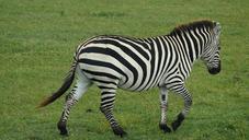 zebra-safari-africa-tanzania-1006212.jpg