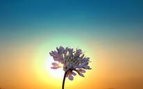 sunset-silhouette-east-flower-sun-877880.jpg